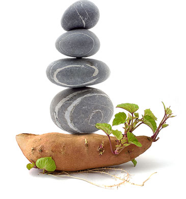 bioidentical hormones bioidentical hormones