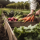 vegetables for menopausal woman